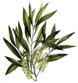 melaleuca-alternifolia2