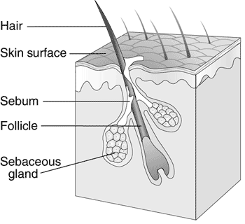 hair-follicle-diagram
