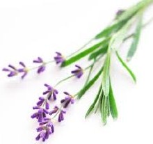 lavender-tea-tree-oil-spray
